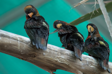 Three black birds on a branchの写真素材