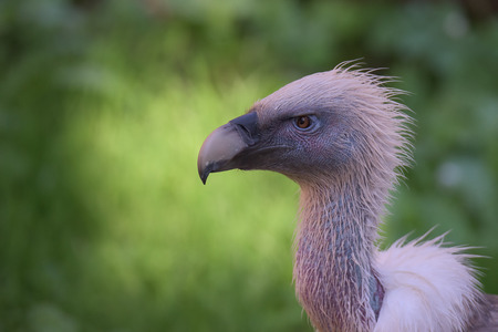 Closeup bird portrait on green blurred backgroundの写真素材