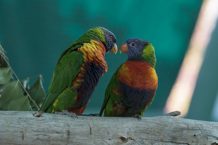 A couple of colorful parrotsの写真素材