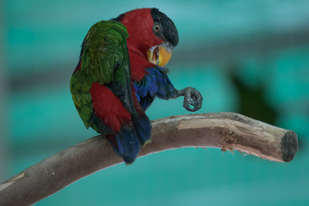 A colorful parrot on a branchの写真素材