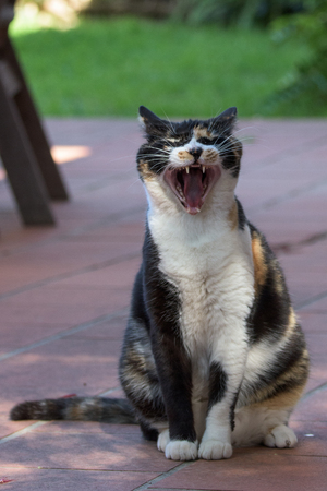 Cat yawning and showing teethの写真素材