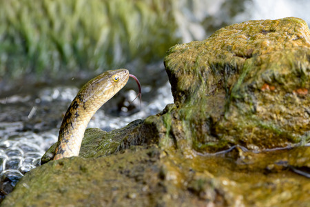 Snake in water sticking tongue outの写真素材