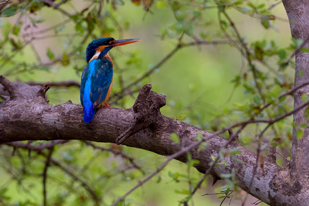 Kingfisher bird sitting on branch with green leaves backgroundの写真素材