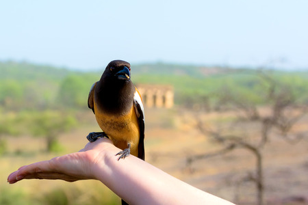 Tiger bird sitting on a hand, eating a nutの写真素材