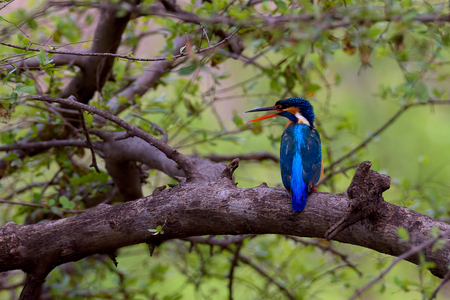 Kingfisher bird sitting on branch with green leaves backgroundの写真素材