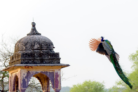Peacock flying next to ancient Indian structureの写真素材