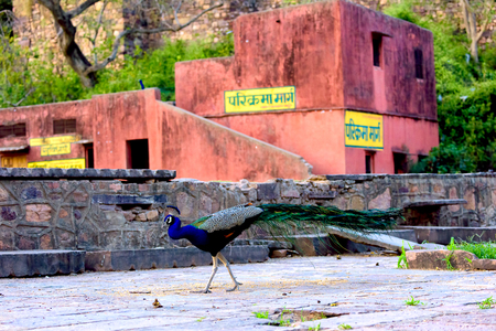 Peacock walking next to red Indian structureの写真素材