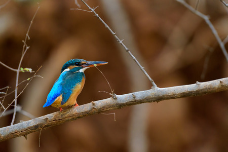 Kingfisher bird sitting on branch with brown backgroundの写真素材