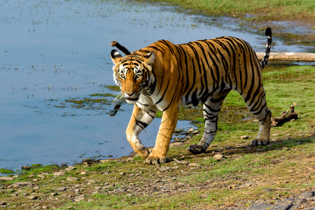 Tiger walking next to a lakeの写真素材
