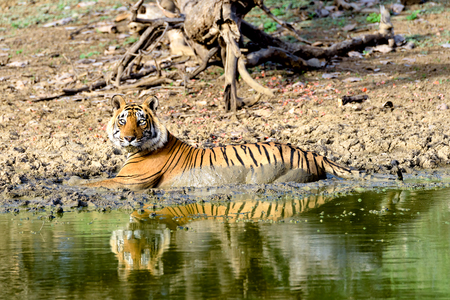 Large male tiger bathing in a muddy lakeの写真素材