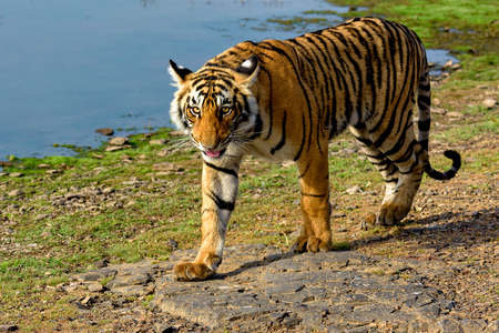 Tiger walking next to a lakeの写真素材