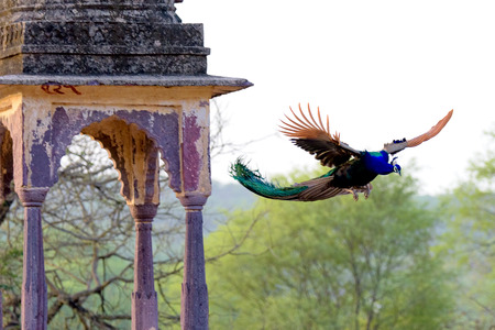 Peacock flying next to ancient Indian structureの写真素材