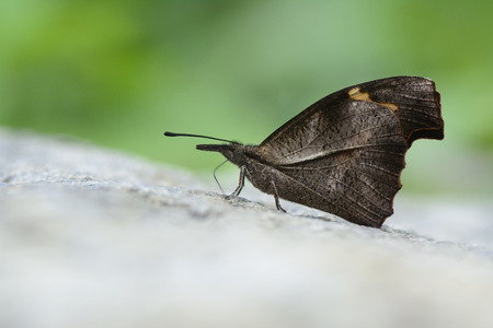 butterfly in closeup shot の写真素材