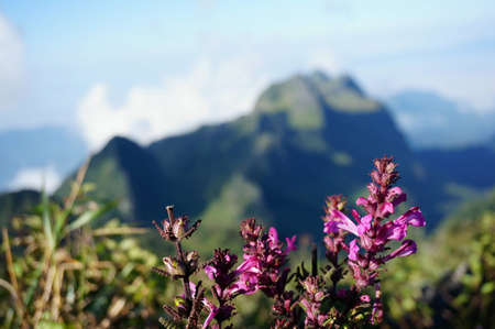 wild flowersの写真素材