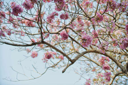 pink flowersの写真素材
