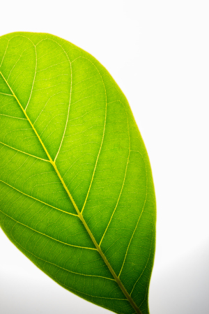 green leaf with nature texture