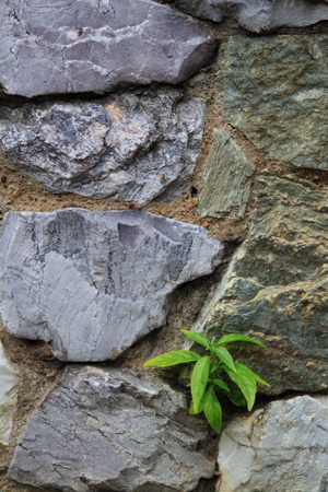small plant and stone wallの写真素材