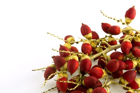 Red betel nut on white backgroundの写真素材