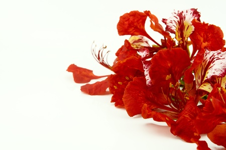 Peacock flowersの写真素材