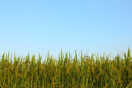 paddy rice の写真素材