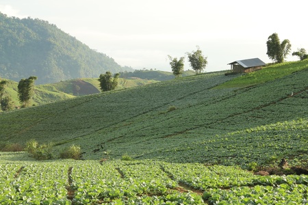 Cabbage farm in the mountains.の写真素材
