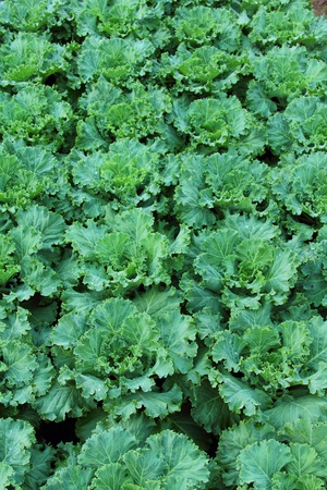 Cabbage farmの写真素材
