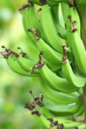 green bananasの写真素材