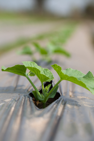 plantation of cantaloupeの写真素材