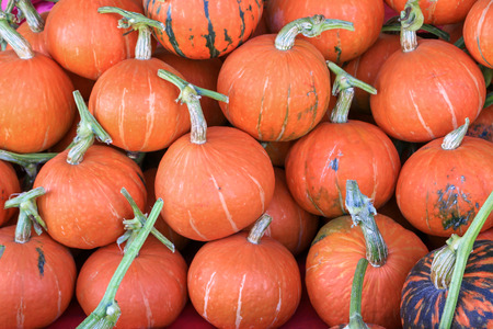 pumpkinの写真素材