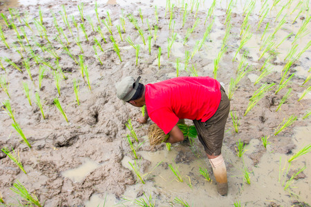 farmerの写真素材