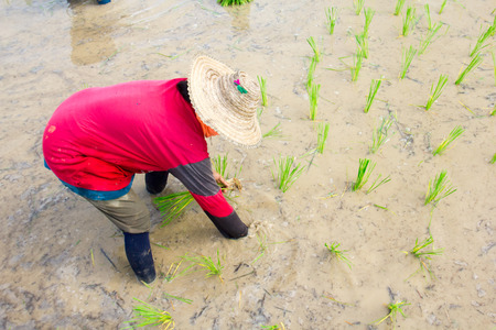 farmerの写真素材
