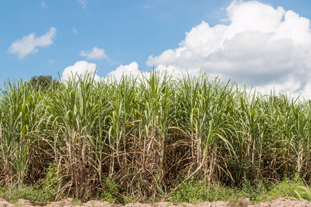 sugarcaneの写真素材