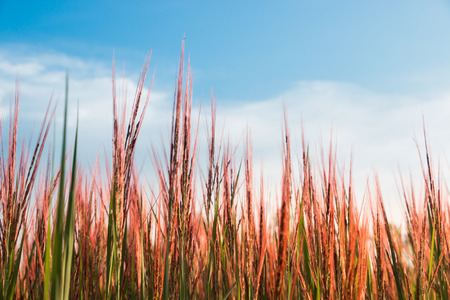 grass flowerの写真素材
