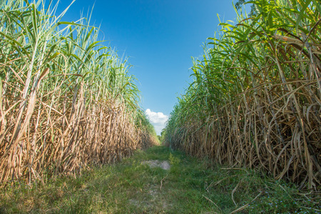 sugarcaneの写真素材