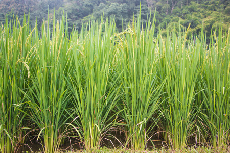 rice fieldの写真素材