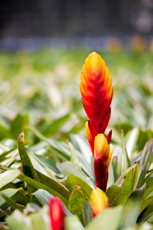 flowerの写真素材