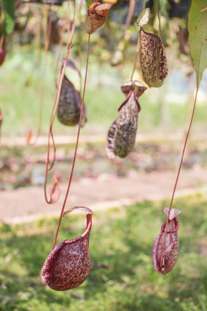 Nepenthesの写真素材