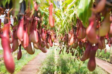 Nepenthesの写真素材