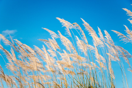 grass flowerの写真素材