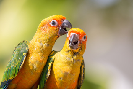 parrotの写真素材