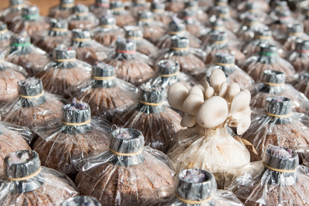 mushroom houseの写真素材