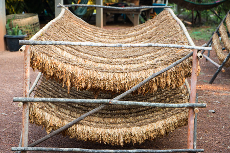 Dried tobacco leavesの写真素材