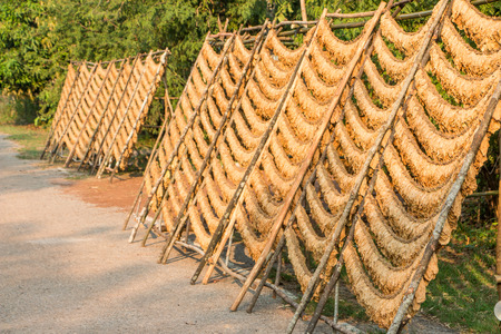 Dried tobacco leavesの写真素材