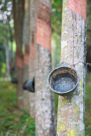 rubber treeの写真素材