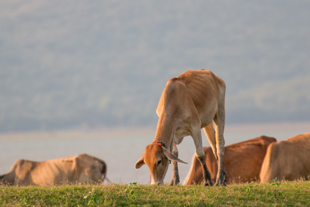 cowの写真素材