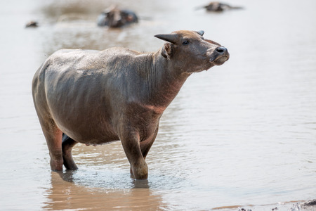 water buffalo eating grass in fieldの写真素材