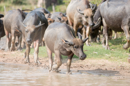 water buffalo eating grass in fieldの写真素材
