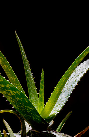 Aloe vera on black backgroundの写真素材