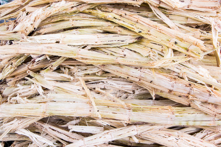 Sugarcane bagasseの写真素材