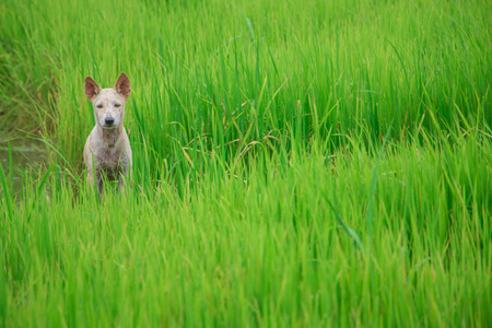 paddy rice in fieldの写真素材